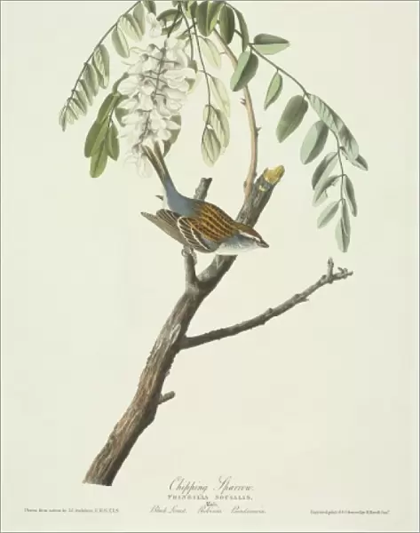 Spizella passerina, chipping sparrow