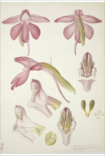 Plate 33 from British Orchids
