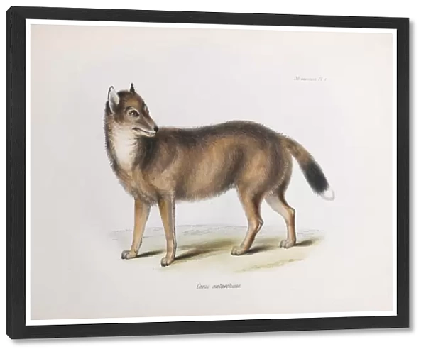 Canis Antarcticus