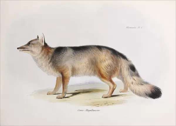Canis Magellanicus