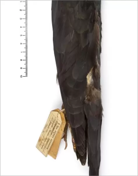 Columba versicolor, Bonin wood pigeon