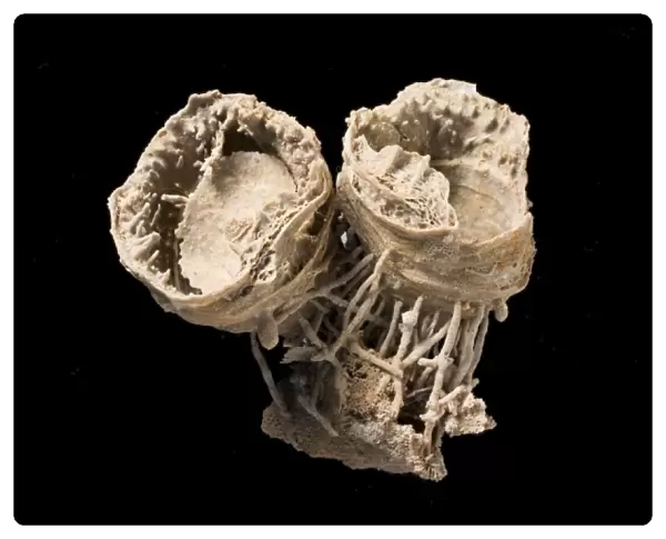 Cyclacantharia, a fossil brachiopod