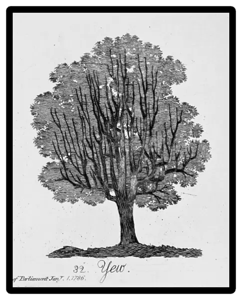 Yew. Plate 32 from The Shape, Skeleton and Foliage of Thirty Two Species of Trees