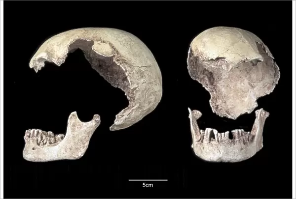 Homo sapiens cranium (Mungo 3)