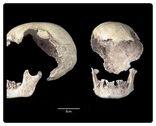 Homo sapiens cranium (Mungo 3)