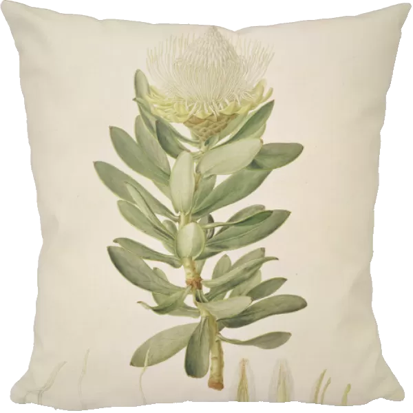 Protea nitida, wagon tree