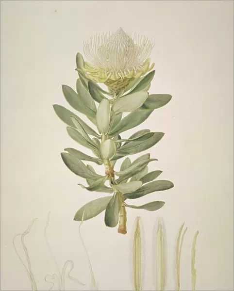 Protea nitida, wagon tree