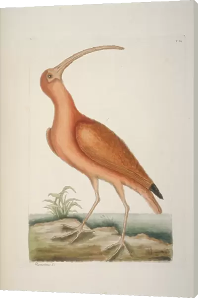 Eudocimus ruber, scarlet ibis