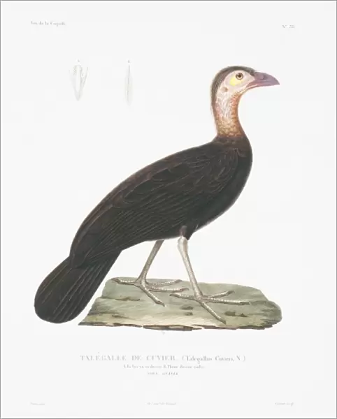 Ducula zoeae, banded imperial pigeon