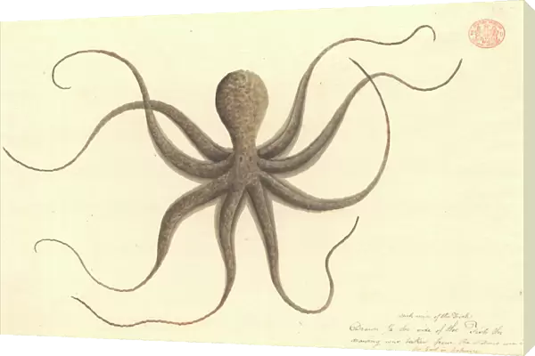 Octopus. Watercolour 401 by the Port Jackson Painter, from the Watling Collection
