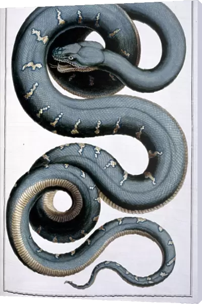 Snake illustration by Albertus Seba