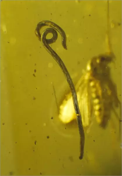 Roundworm in Baltic amber