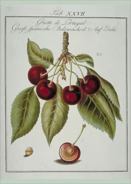 Prunus sp. Portuguese cherry