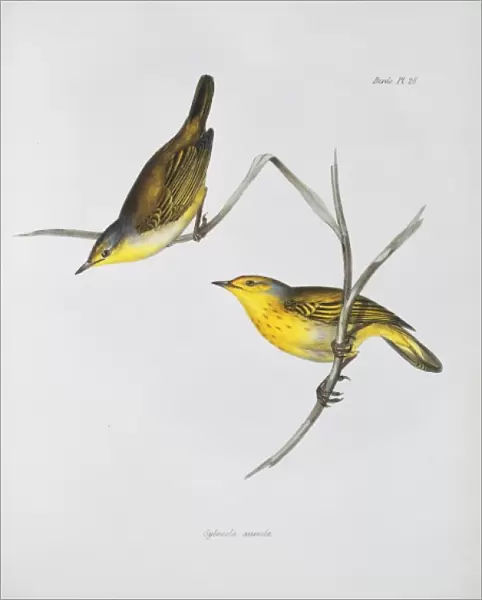 Dendroica petechia aureola, yellow warbler