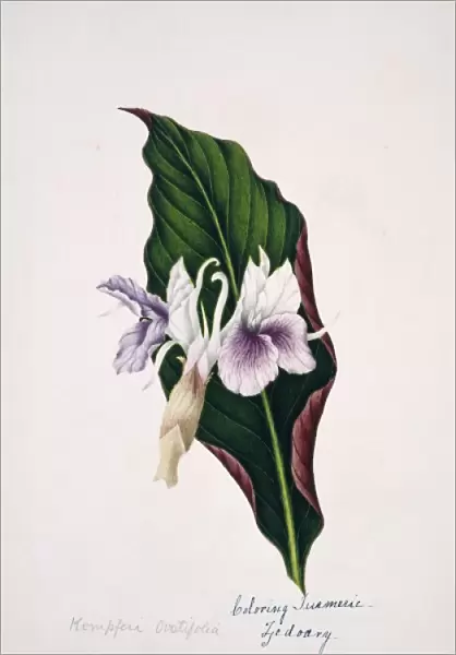 Kempferi ovatifolia, colouring turmeric