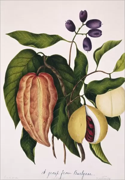 Theobroma cacao, cocoa; Syzygium aromaticum, cloves; Myristi