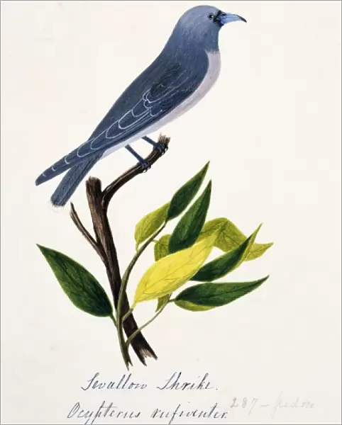 Artamus fuscus, ashy woodswallow