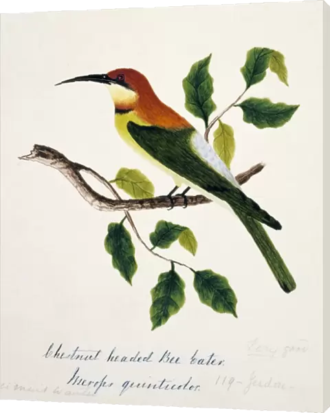 Merops leschenaulti, chestnut-headed bee-eater