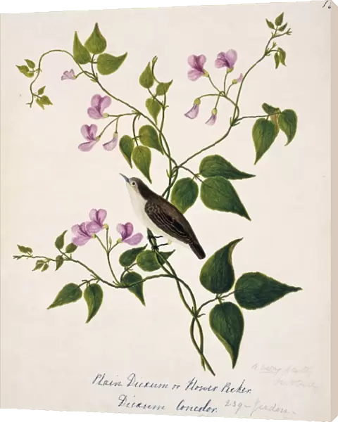 Dicaeum concolor, plain flowerpecker