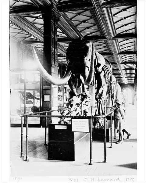 Mastodon in Geological Gallery, December 1919