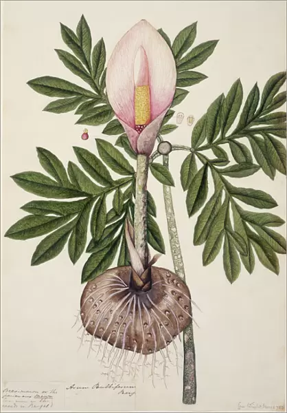 Amorphophallus bulbifer, voodoo lily