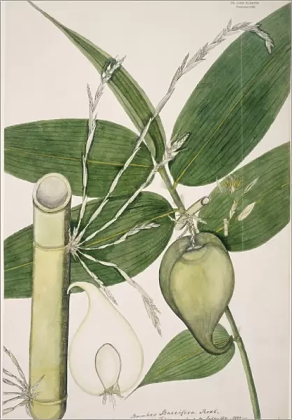 Melocanna baccifera, berry bamboo