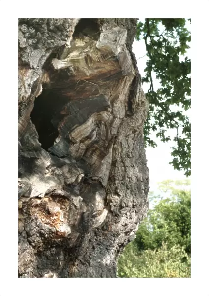 Quercus sp. crouch oak