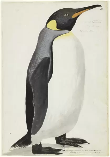 Aptenodytes patagonicus, king penguin