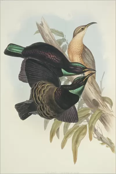 Ptiloris victoriae, Victorias riflebird