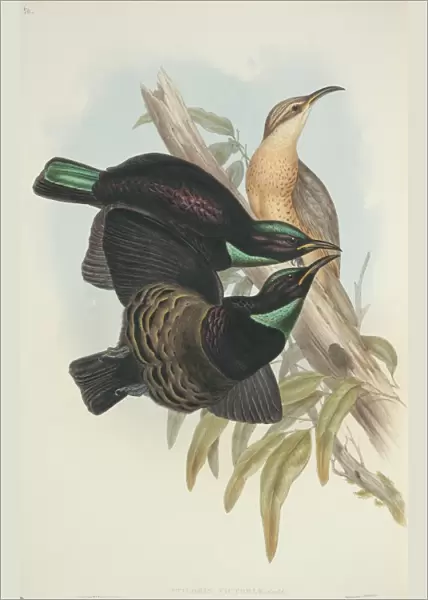 Ptiloris victoriae, Victorias riflebird
