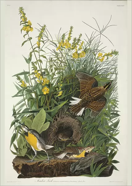 Sturnella magna, eastern meadowlark