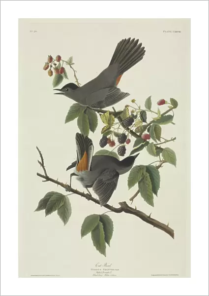 Dumetella carolinensis, grey catbird