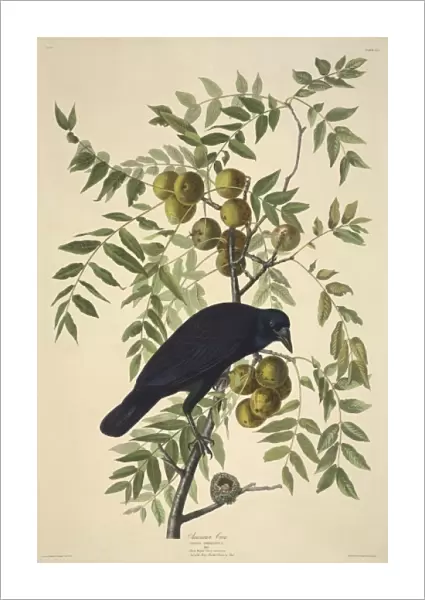 Corvus brachyrhynchos, American crow