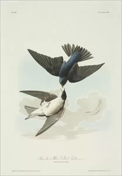 Tachycineta bicolor, tree swallow