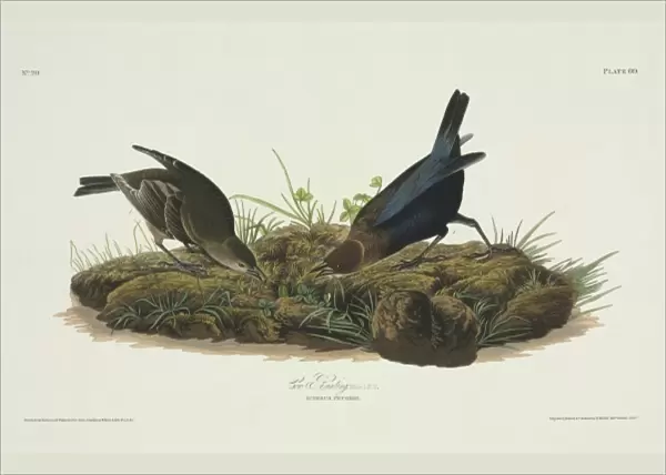 Molothrus ater, brown-headed cowbird