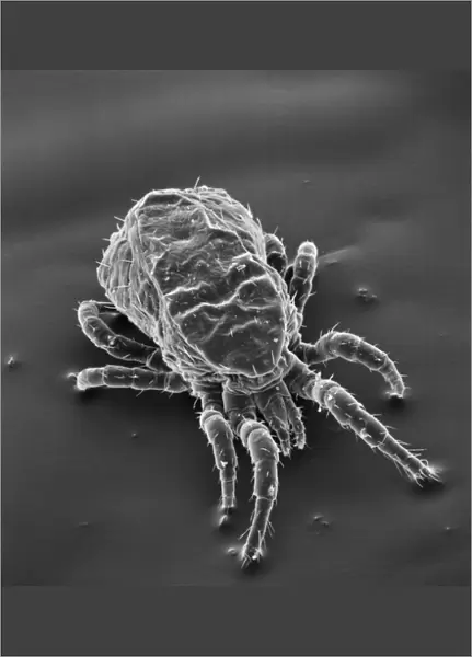 Dermanyssus gallinae, red or poultry mite