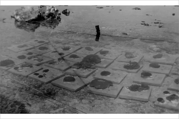 Corals on cement blocks GBR Expedition 1928-1929