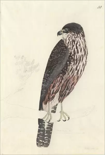 Falco novaeseelandiae, New Zealand falcon