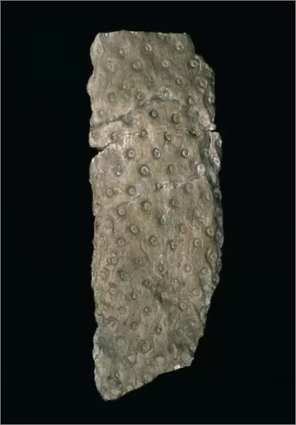 Stigmaria ficoides, fossil root