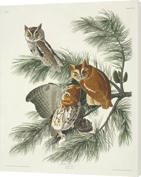 Otus asio, eastern screech owl