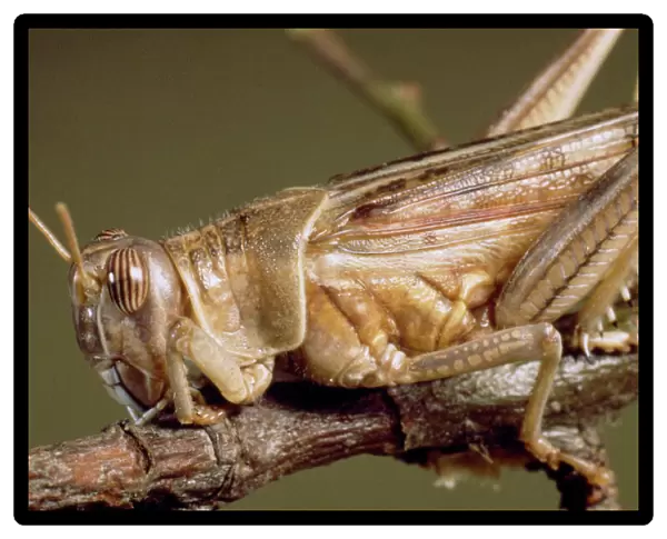 Schistocerca gregaria, desert locust