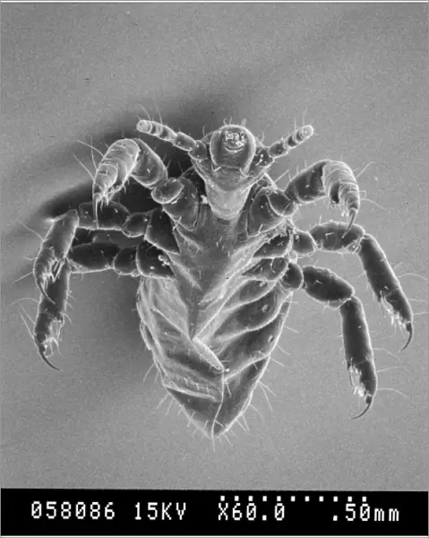 Pediculus humanus, human head louse