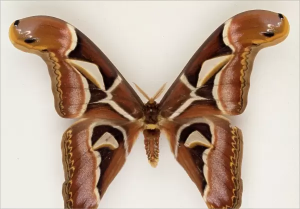 Archaeroattacus edwardsii, Indian silk moth