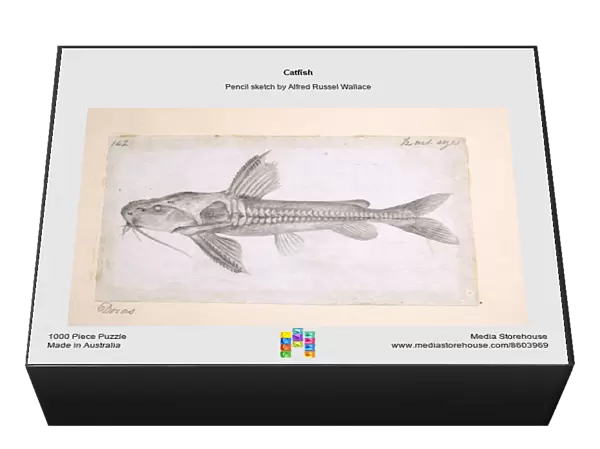 Catfish. Pencil sketch by Alfred Russel Wallace