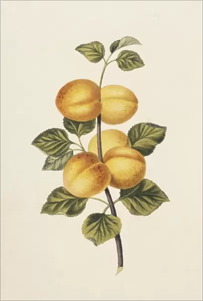 Prunus armeniaca, apricot tree