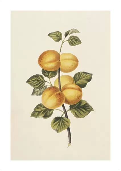 Prunus armeniaca, apricot tree