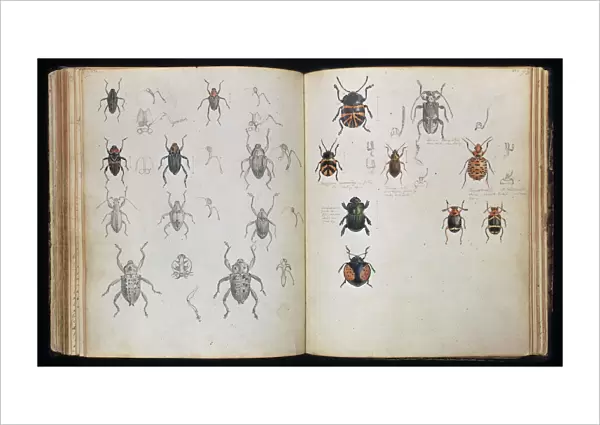 Beetles. Double page spread of pencil and watercolour sketches of beetles