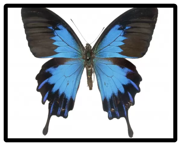 Papilio ulysses telegonus, swallowtail butterfly