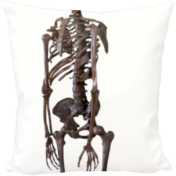 Homo neanderthalensis, Neanderthal Man skeleton