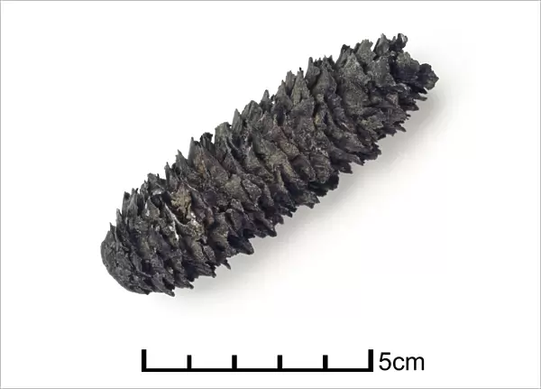 Picea excelsa, fossilised spruce cone
